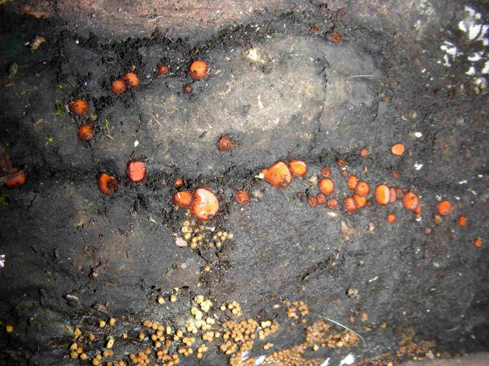 1630 Aprile vecchio ritrovamento